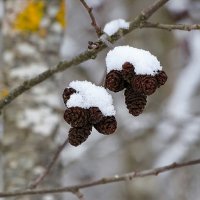 Ольховые шишки :: Милешкин Владимир Алексеевич 