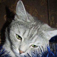 Портрет кота :: OLLES 