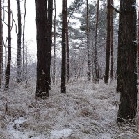 Выпавший снег преобразил лес :: Маргарита Батырева