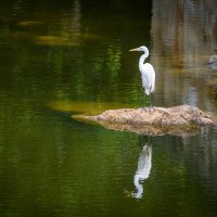 Цапля :: Илья Шипилов