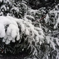 А снег кружась, ложился на лапы пушистых елей ... :: Владимир Икомацких