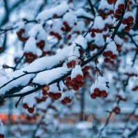Ягоды в снегу ... :: Лариса Корженевская