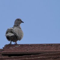 Голубь индейцев инков (Inca dove). Этого нашел в Аризоне (США) :: Юрий Поляков
