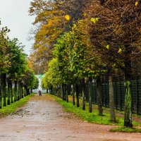 Осенняя олея :: Владимир Орлов