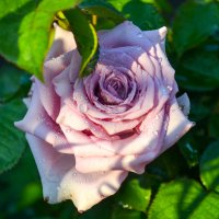 Розовая роза :: Евгения Трушкина