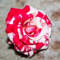Маленькая роза :: Евгения Трушкина
