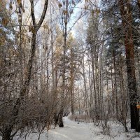 Кабы не было зимы в городах и селах, никогда б не знали мы этих дней веселых! :: Татьяна Котельникова