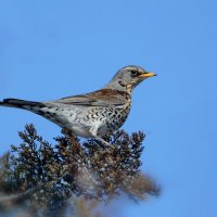 Рябинник. :: Светлана Ивановна Медведева