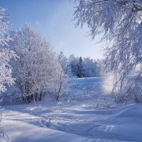 Зимний лес. :: Николай 