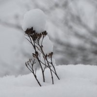 подснежник :: Михаил Жуковский