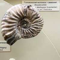В московском палеонтологическом музее :: Елена 