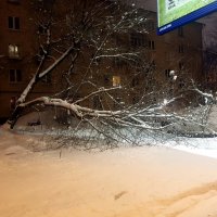 И пришёл в Москву большой снег... в самом конце января! :: Елена 