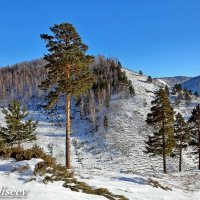 ******* :: Николай Елисеев