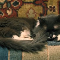 Дремлющий кот :: Николай Холопов