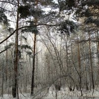 Зимний лес ... :: Татьяна Котельникова