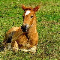 Жеребёнок.... рыжей лошади ребёнок.. :: Светлана Петошина