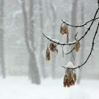 Снегопад :: Ольга Анянова