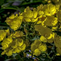 Желтый цвет июня :: gribushko грибушко Николай