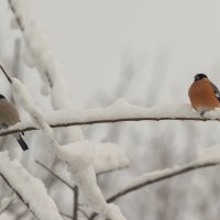 Поели, можно и лапки погреть, главное подхвостье не отморозить :: Елена Швыдун