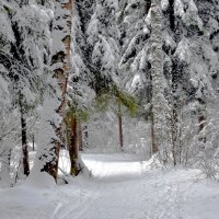 В зимнем лесу тишина и покой! :: Татьяна Помогалова