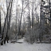 В зимнем лесу :: Татьяна Котельникова