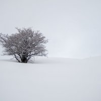 * :: Владимир Амангалиев