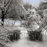 Снега,снега... :: Наталья Соколова