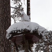 Держись!До весны чуть-чуть. :: алексей 