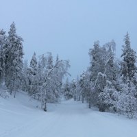 Зимние пейзажи :: Ольга 