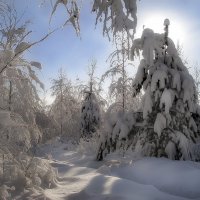 Зимняя сказка. :: Наталья Юдина 