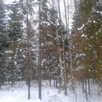 Зима в Баболовском парке :: Сапсан 