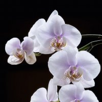 Орхидея фаленопсис Утренняя Заря :: Ирина Приходько