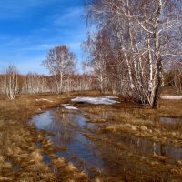 Весенний лес :: Владимир 