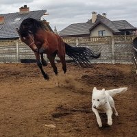 Лагунас и Одри :: Ольга Милованова