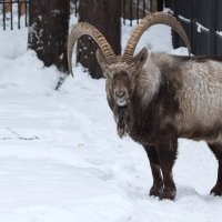 Сибирский горный козел :: Владимир Шадрин