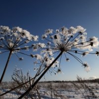 Зимнее цветочное чудо. :: Татьяна Корнеева 