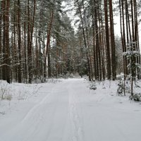 По дороге через сосновый бор :: Милешкин Владимир Алексеевич 