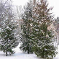 Снегопад :: Валентина Жукова