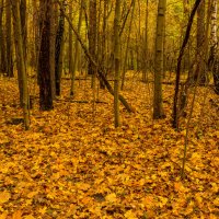 Осенний лес. :: Владимир Лазарев