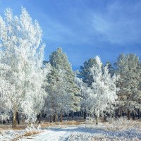Зимние одежды деревьев :: Анатолий Иргл