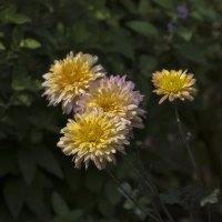 Цветы августа :: gribushko грибушко Николай