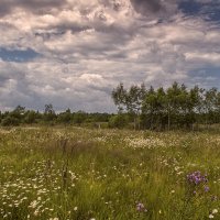 Перед дождём. :: Елена Струкова