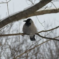 Даже вороны опешили от сегодняшнего утра. :: Анатолий. Chesnavik.