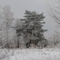 зима :: Светлана 