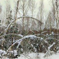 арки зимнего леса :: Александр Прокудин