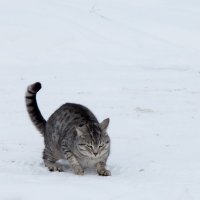 кот в снегу :: Егор Чеботаренко