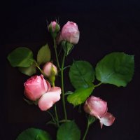 Влюбленная в цветы :: Екатерина Постонен