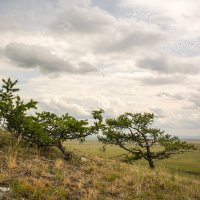 Дерево на склоне :: Сергей Карцев