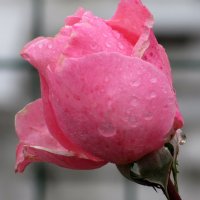 Розы... розы... (конопатые) :: Вячеслав Медведев