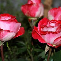 Розы :: Алла ZALLA